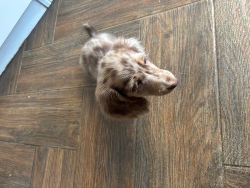 Dachshund puppies for sale in Wisbech, Cambridgeshire – KC registered, 8 weeks old - Image 12 of 12