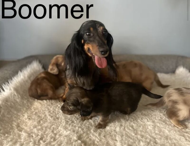 Dachshund puppies for sale in Wisbech Cambridgeshire – KC registered, 11 weeks old