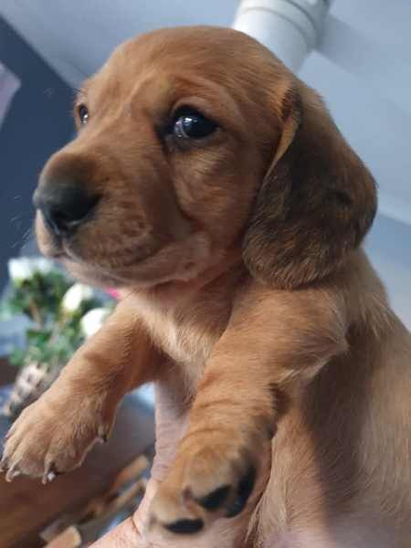 Dachshund puppies for sale in Abington, Northamptonshire – KC registered, 1 year old