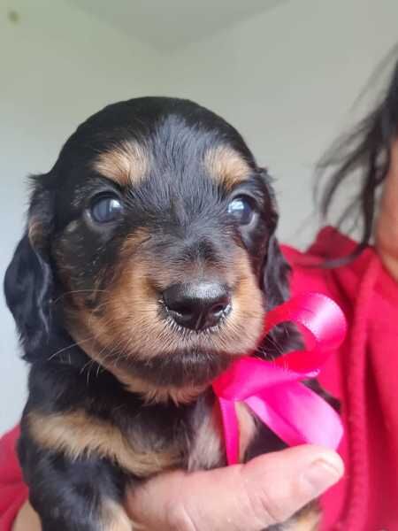 Dachshund puppies for sale in Abington, Northamptonshire – KC registered, 1 year old - Image 2 of 3