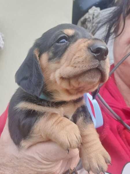 Dachshund puppies for sale in Abington, Northamptonshire – KC registered, 1 year old - Image 3 of 3