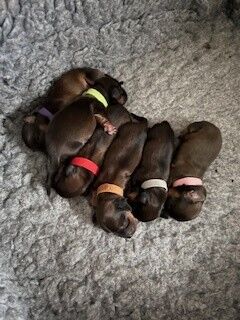 6 Miniature Dachshunds born 3rd March 2025 for sale in Winchester, Hampshire