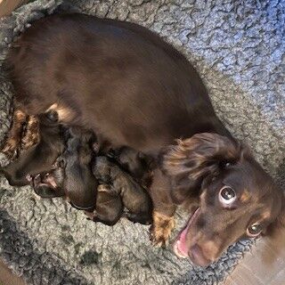 6 Miniature Dachshunds born 3rd March 2025 for sale in Winchester, Hampshire | Image 2