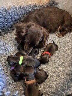 6 Miniature Dachshunds born 3rd March 2025 for sale in Winchester, Hampshire | Image 3