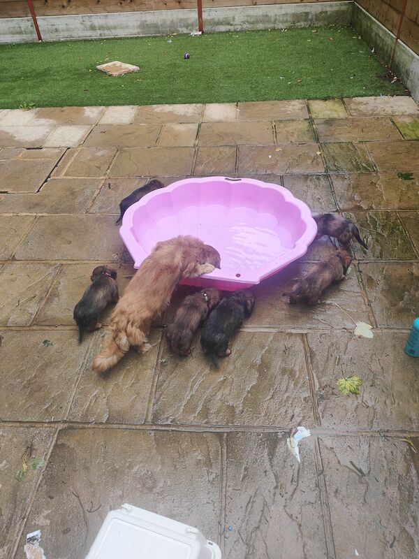 6 miniature long haired dachshund for sale in Lower Kingswood, Surrey | Image 2