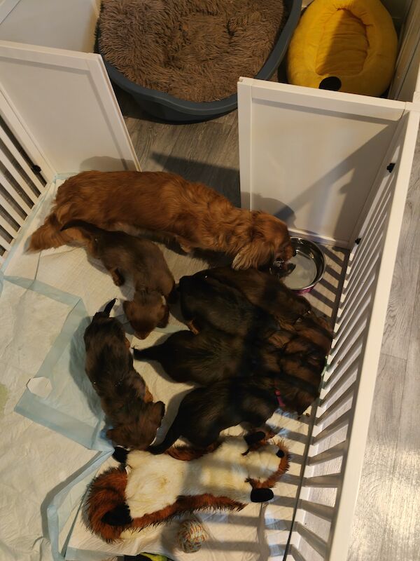 6 miniature long haired dachshund for sale in Lower Kingswood, Surrey | Image 3