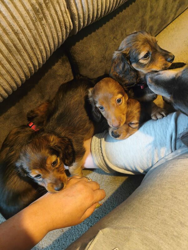 6 miniature long haired dachshund for sale in Lower Kingswood, Surrey | Image 4