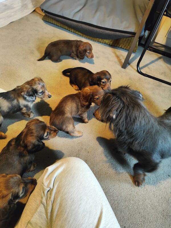 6 miniature long haired dachshund for sale in Lower Kingswood, Surrey - Image 5