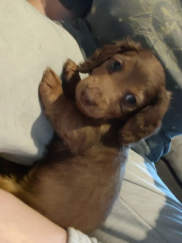 6 miniature long haired dachshund for sale in Lower Kingswood, Surrey - Image 6