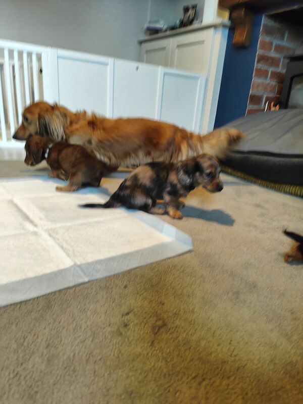 6 miniature long haired dachshund for sale in Lower Kingswood, Surrey - Image 7