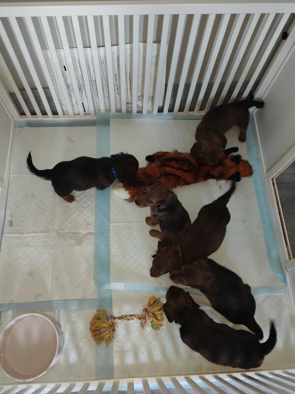 6 miniature long haired dachshund for sale in Lower Kingswood, Surrey - Image 8