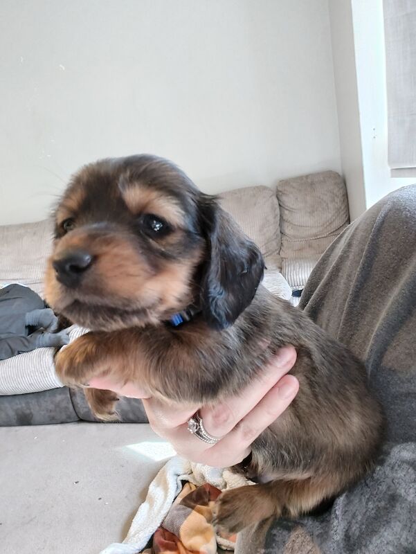 6 miniature long haired dachshund for sale in Lower Kingswood, Surrey - Image 10