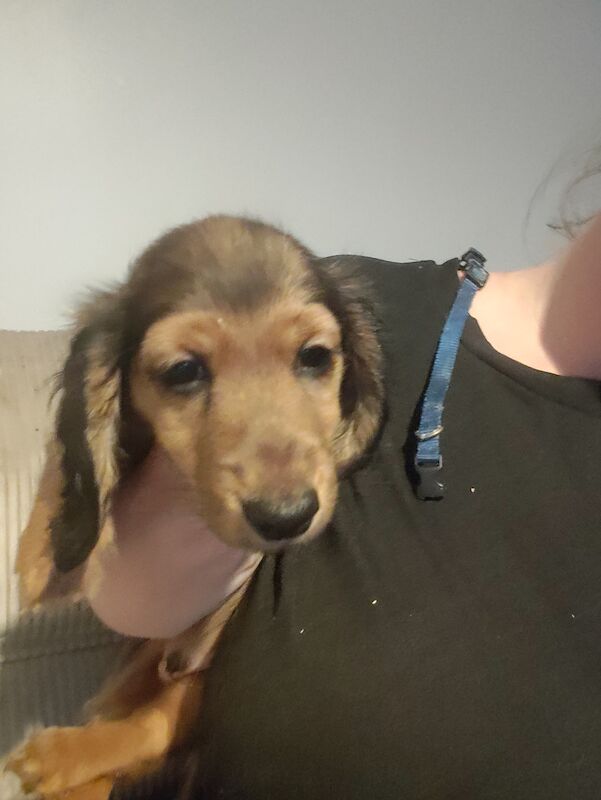 6 miniature long haired dachshund for sale in Lower Kingswood, Surrey - Image 12