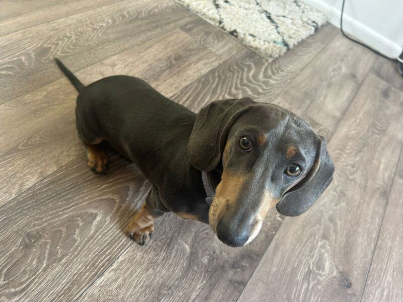 6 month old dachshund for sale in Gwent