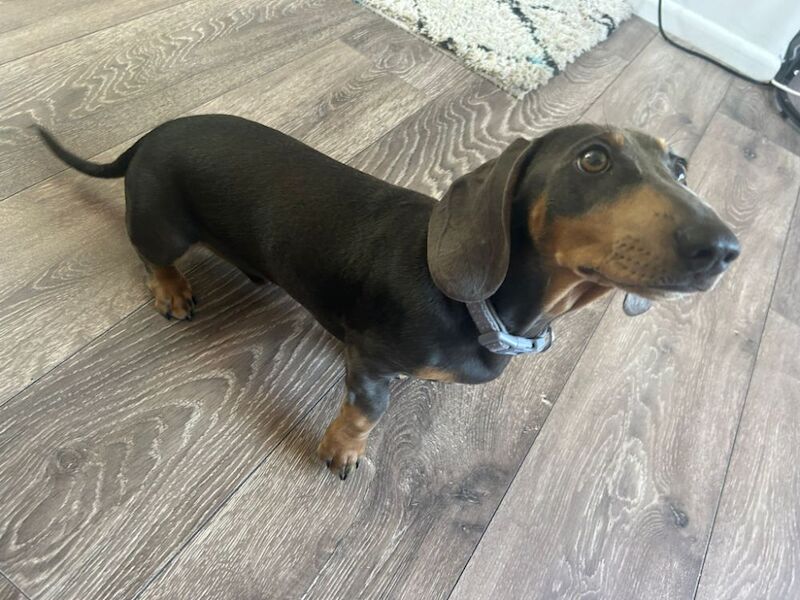 6 month old dachshund for sale in Gwent | Image 2