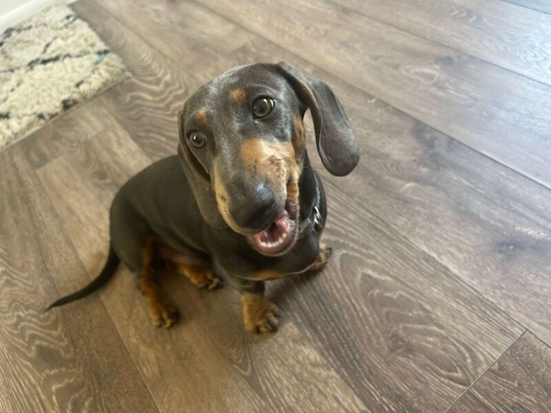 6 month old dachshund for sale in Gwent | Image 3