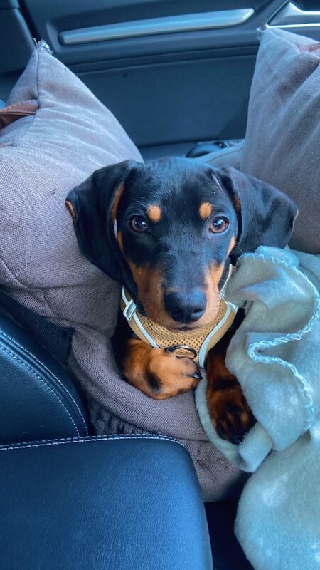 6 month Puppy! for sale in Maidstone, Kent