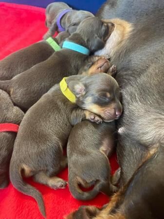7 beautiful chocolate and tan mini smooth dachshund puppies for sale in Camborne, Cornwall