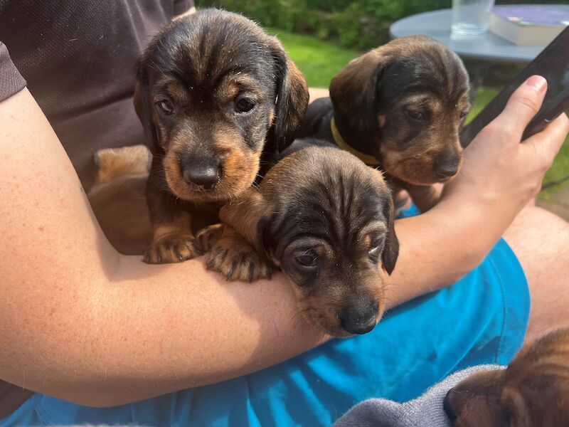 7 Beautiful KC Standard Dachshunds (Wire Haired) for sale in Manchester, Greater Manchester | Image 1