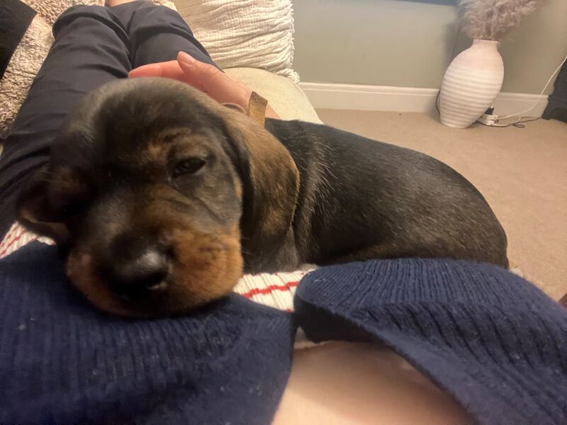 Dachshund puppies for sale in Manchester, Greater Manchester – KC registered, 1 year old - Image 2 of 9