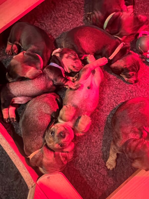 7 Beautiful KC Standard Dachshunds (Wire Haired) for sale in Manchester, Greater Manchester | Image 3