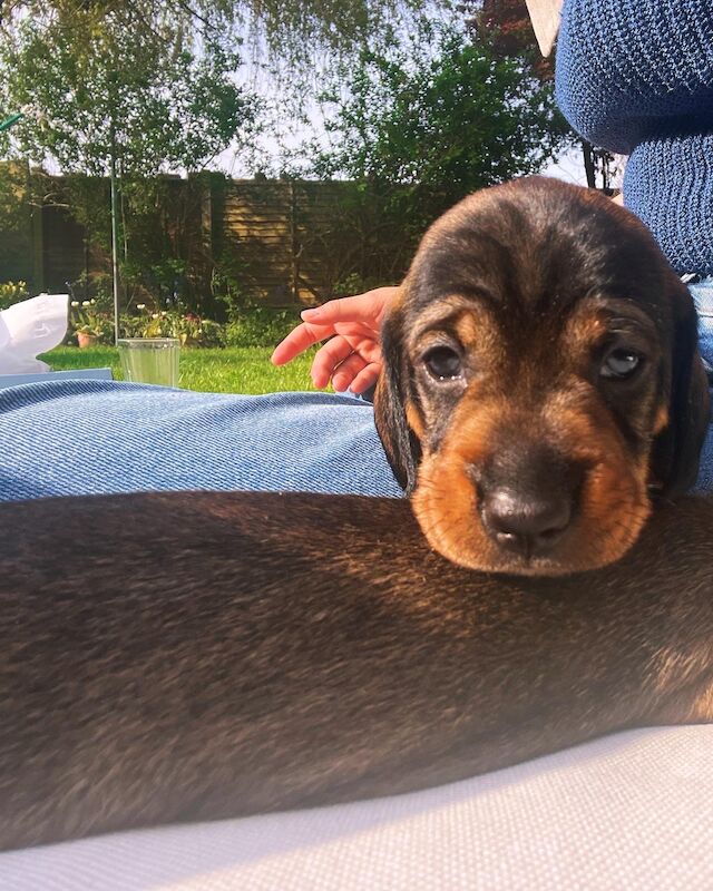 Dachshund puppies for sale in Manchester, Greater Manchester – KC registered, 1 year old - Image 4 of 9
