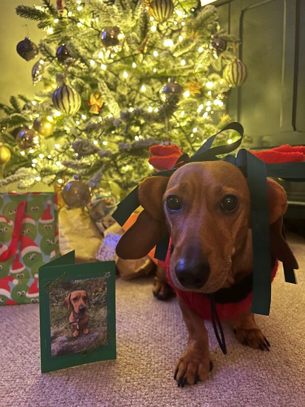 Dachshund puppies for sale in Manchester, Greater Manchester – KC registered, 1 year old - Image 5 of 9