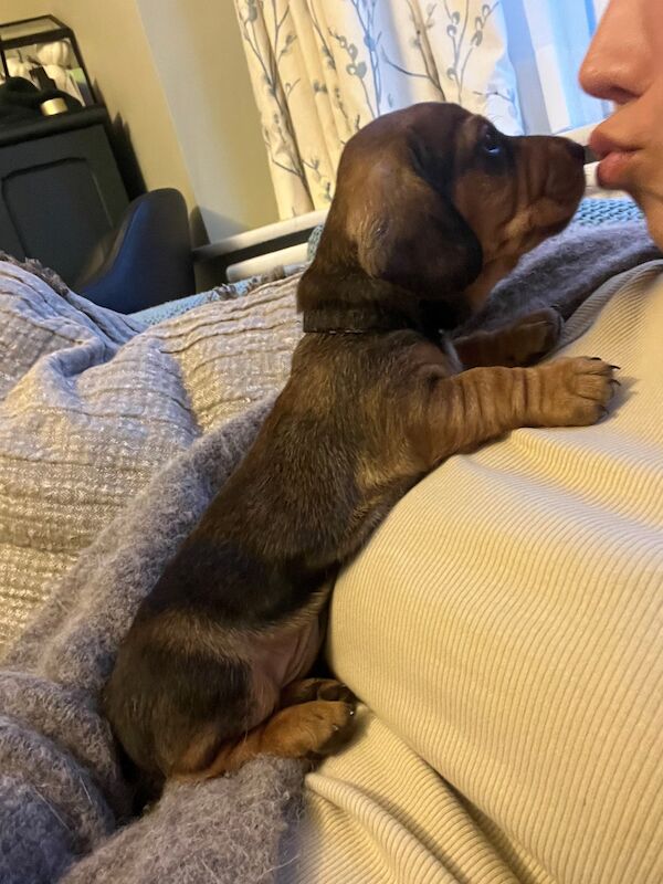 Dachshund puppies for sale in Manchester, Greater Manchester – KC registered, 1 year old - Image 6 of 9