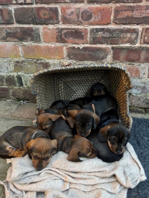 Dachshund puppies for sale in Manchester, Greater Manchester – KC registered, 1 year old - Image 7 of 9