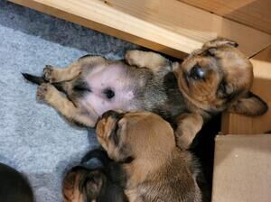 Dachshund puppies for sale in Manchester, Greater Manchester – KC registered, 1 year old - Image 8 of 9