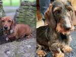 Dachshund puppies for sale in Manchester, Greater Manchester – KC registered, 1 year old - Image 9 of 9