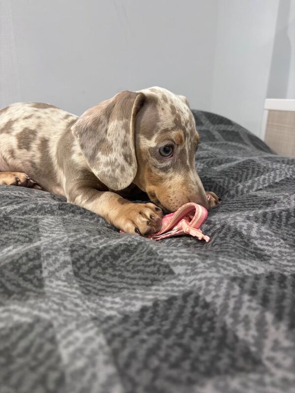 Dachshund puppies for sale in Ashford, Kent – KC registered, 7 months old