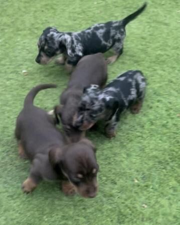 7 weeks micro chipped miniature Dachshund also vet checked for sale in Taunton, Somerset