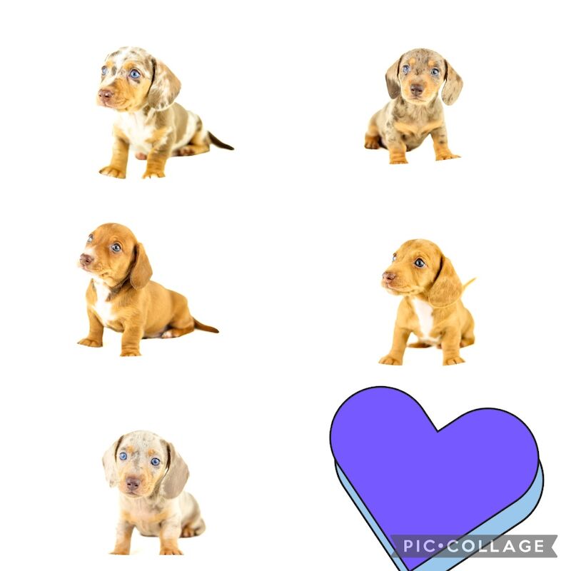 9 gorgeous puppy's for sale in Liverpool, Merseyside