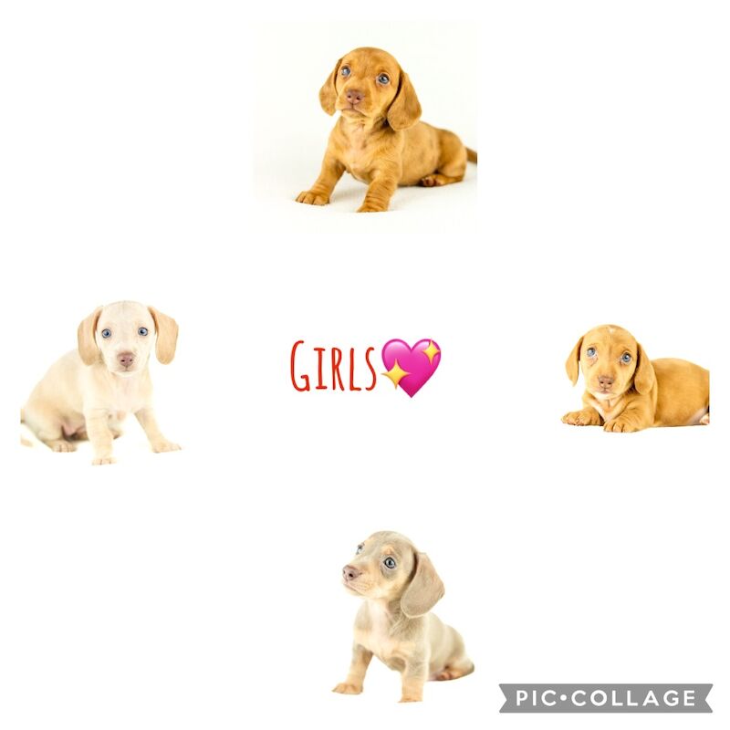 9 gorgeous puppy's for sale in Liverpool, Merseyside | Image 2