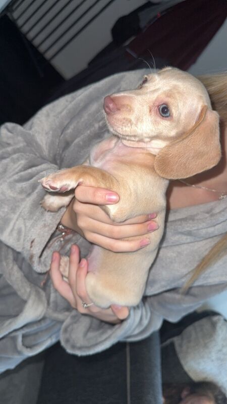 9 gorgeous puppy's for sale in Liverpool, Merseyside | Image 3