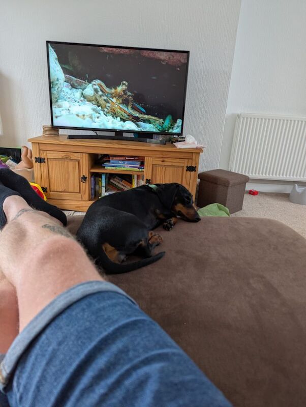 9 month old female dachshund for sale in Torquay, Devon
