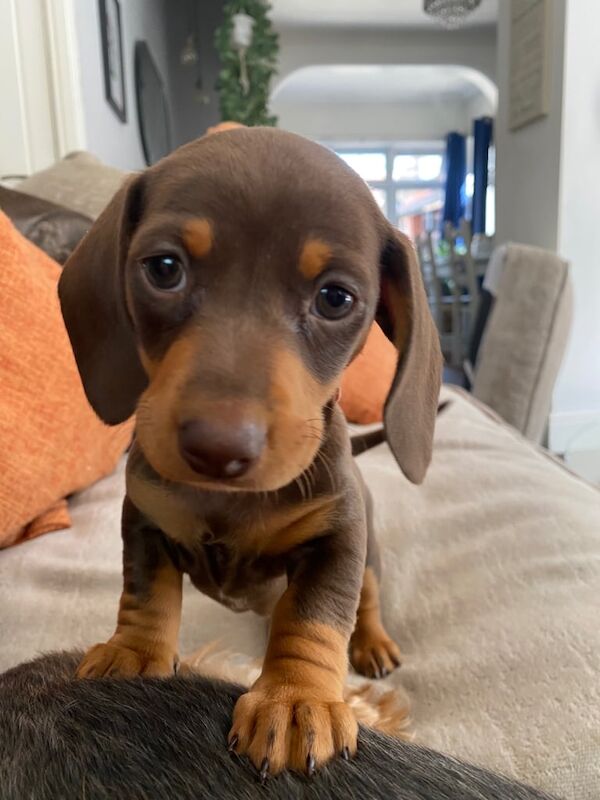 9 week old miniature dachshund for sale in Leigh, Greater Manchester