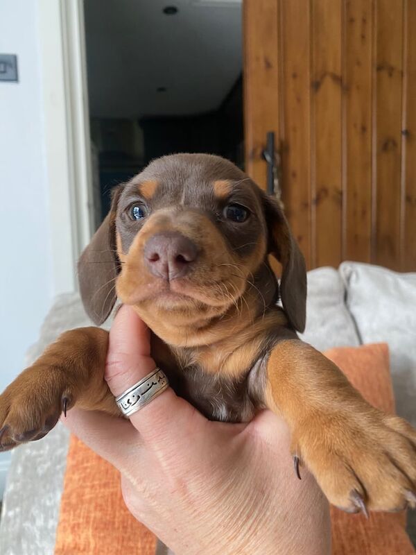 9 week old miniature dachshund for sale in Leigh, Greater Manchester | Image 2