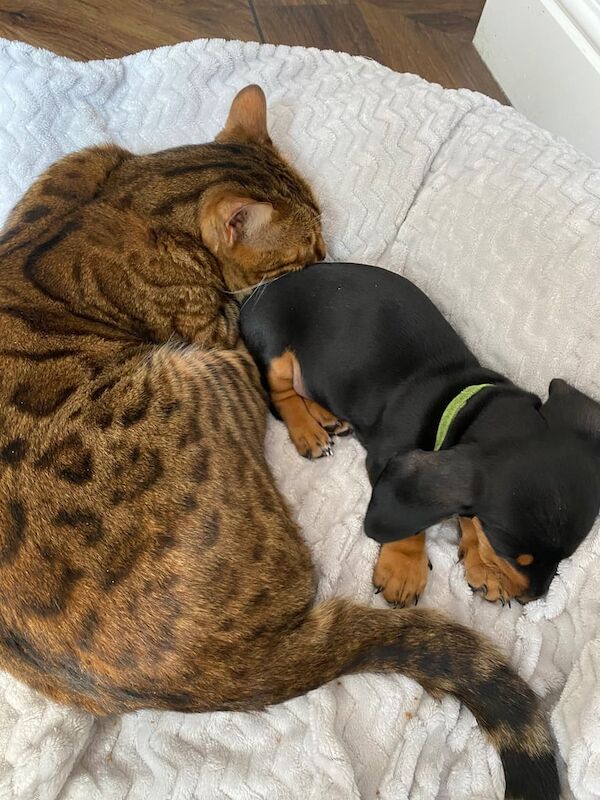9 week old miniature dachshund for sale in Leigh, Greater Manchester | Image 3