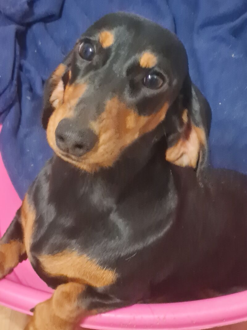 i have 2 9 month old daxi,s male and female for sale in St Helens, Merseyside