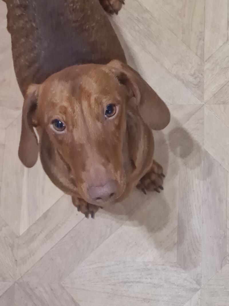 Dachshund puppies for sale in St Helens, Merseyside – 2 years old - Image 2 of 3