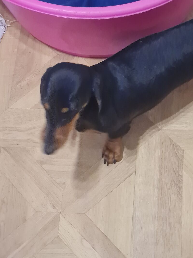 Dachshund puppies for sale in St Helens, Merseyside – 2 years old - Image 3 of 3