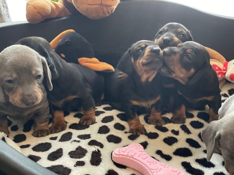 Absolutely beautiful miniature dachshunds for sale in Burton upon Trent, Staffordshire