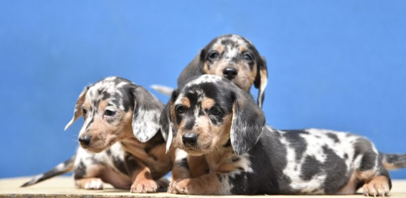 Adorable dachshund puppies for sale in Preston, Lancashire
