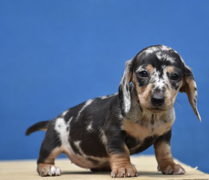 Adorable dachshund puppies for sale in Preston, Lancashire | Image 2