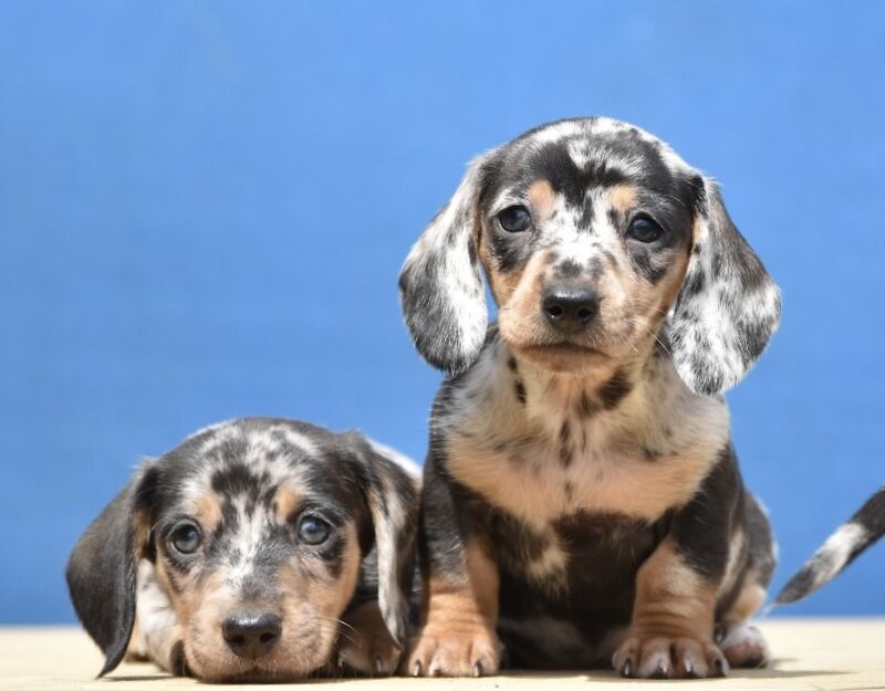 Adorable dachshund puppies for sale in Preston, Lancashire | Image 3