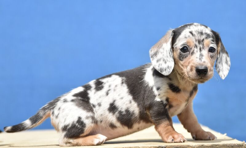 Adorable dachshund puppies for sale in Preston, Lancashire | Image 4