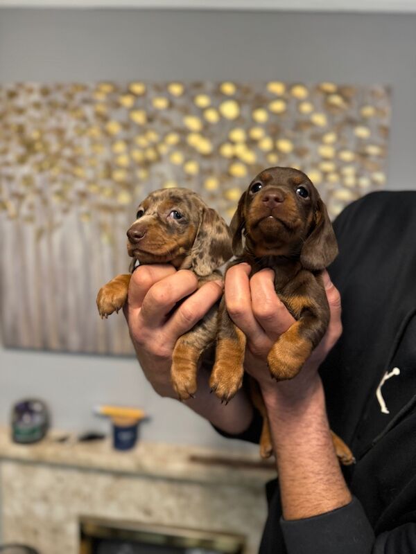 Dachshund puppies for sale in Richmond, Greater London – 3 weeks old