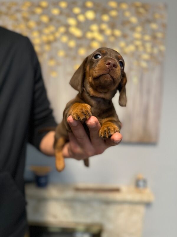 Dachshund puppies for sale in Richmond, Greater London – 6 weeks old - Image 2 of 9